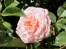 Load image into Gallery viewer, Rose - Sunbelt Series Savannah