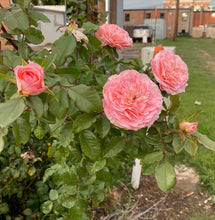 Load image into Gallery viewer, Rose - Sunbelt Series Savannah