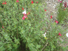 Load image into Gallery viewer, Salvia microphylla 'Hotlips' - Hotlips Autumn Sage