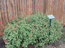 Load image into Gallery viewer, Salvia darcyi 'Pscarl' - Vermilion Bluffs® Mexican Sage