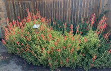Load image into Gallery viewer, Salvia darcyi 'Pscarl' - Vermilion Bluffs® Mexican Sage