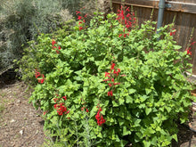 Load image into Gallery viewer, Salvia darcyi 'Pscarl' - Vermilion Bluffs® Mexican Sage