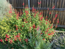Load image into Gallery viewer, Salvia darcyi 'Pscarl' - Vermilion Bluffs® Mexican Sage