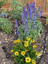 Load image into Gallery viewer, Salvia farinacea - Victoria Blue