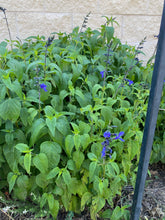 Load image into Gallery viewer, Salvia guaranitica - Black and Blue