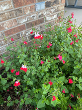Load image into Gallery viewer, Salvia microphylla 'Hotlips' - Hotlips Autumn Sage