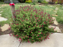 Load image into Gallery viewer, Salvia greggii - Furman's Red Autumn Sage Plant Select®