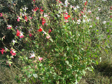 Load image into Gallery viewer, Salvia microphylla 'Hotlips' - Hotlips Autumn Sage