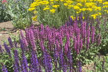 Load image into Gallery viewer, Salvia nemerosa - New Dimension Blue