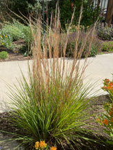 Load image into Gallery viewer, Schizachyrium scoparium - Little Bluestem