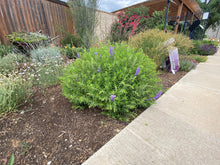 Load image into Gallery viewer, Scutellaria baicalensis - Baikal Skullcap