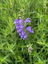 Load image into Gallery viewer, Scutellaria baicalensis - Baikal Skullcap