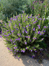 Load image into Gallery viewer, Scutellaria resinosa - Skullcap