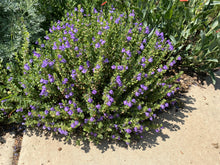 Load image into Gallery viewer, Scutellaria resinosa - Skullcap