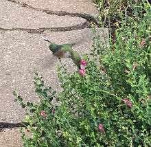 Load image into Gallery viewer, Scutellaria suffrutescens - Cherry Skullcap