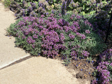 Load image into Gallery viewer, Teucrium aroanium - Grey Creeping Germander