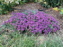 Load image into Gallery viewer, Teucrium aroanium - Grey Creeping Germander