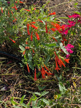 Load image into Gallery viewer, Zauschneria garrettii - Orange Carpet