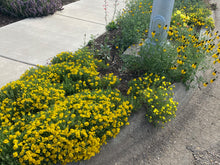 Load image into Gallery viewer, Zinnia grandiflora - Prairie Zinnia