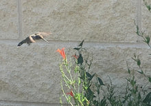 Load image into Gallery viewer, Anisacanthus quadrifidus v. wrightii