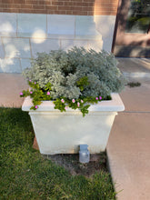 Load image into Gallery viewer, Artemisia arborescens - Powis Castle