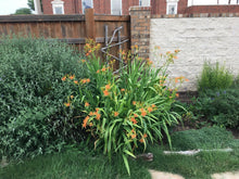 Load image into Gallery viewer, Belamcanda chinensis - Freckle Face