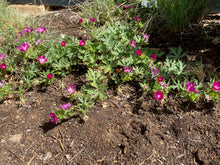 Load image into Gallery viewer, Callirhoe involucrata - WINE CUP Plant Select®