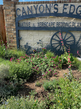 Load image into Gallery viewer, Callirhoe involucrata - WINE CUP Plant Select®