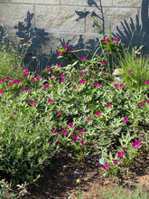 Load image into Gallery viewer, Callirhoe involucrata - WINE CUP Plant Select®