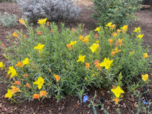 Load image into Gallery viewer, Calylophus hartwegii fendleri - FENDLER'S SUNDROPS