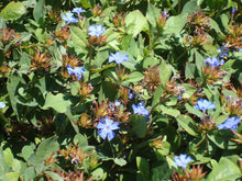 Load image into Gallery viewer, Ceratostigma plumbaginoides - BLUE PLUMBAGO