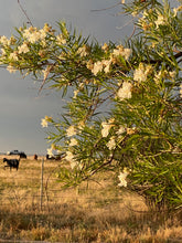 Load image into Gallery viewer, Chilopsis linearis - DESSERT WILLOW