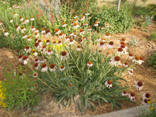 Load image into Gallery viewer, Echinacea angustifolia - Purple Coneflower