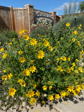 Load image into Gallery viewer, Engelmannia perisetenia - Englemann Daisy