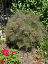 Load image into Gallery viewer, Foeniculum vulgare - 'Florence Fennel'