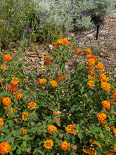 Load image into Gallery viewer, Lantana - RADIATION