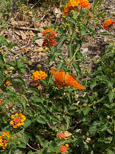 Load image into Gallery viewer, Lantana - RADIATION