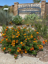 Load image into Gallery viewer, Lantana - RADIATION