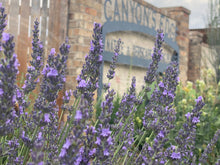 Load image into Gallery viewer, Lavandula x intermedia - Phenomenal Lavender