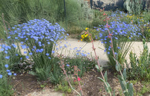 Load image into Gallery viewer, Linum perenne lewisii - Blue Flax