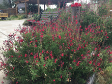 Load image into Gallery viewer, Salvia greggii - Furman's Red Autumn Sage Plant Select®