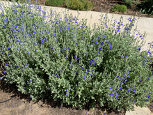 Load image into Gallery viewer, Salvia chamaedryoides  - Mexican Blue Sage