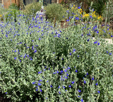 Load image into Gallery viewer, Salvia chamaedryoides  - Mexican Blue Sage