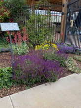 Load image into Gallery viewer, Salvia nemerosa - New Dimension Blue