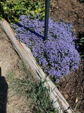 Load image into Gallery viewer, Veronica liwanensis - Turkish Speedwell