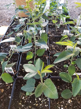 Load image into Gallery viewer, Passiflora caerulea - Blue Passion Flower