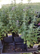Load image into Gallery viewer, Nepeta - Junior Walker