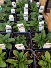 Load image into Gallery viewer, Veronica spicata - Pink Goblin