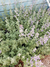 Load image into Gallery viewer, Nepeta - Junior Walker