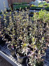 Load image into Gallery viewer, Agastache - Morello